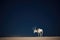 moonlit arabian oryx on a clear desert night