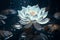 Moonlit white lotus flower glowing on serene dark blue water background at night