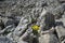 Moonscape in the mountains III., flower, Julian Alps