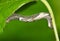 Moonseed Caterpillar (Plusiodonta compressipalpis) eating leaves from a vine in Houston, TX USA.