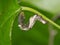 Moonseed Caterpillar (Plusiodonta compressipalpis) eating leaves from a vine in Houston, TX USA.