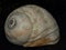 Moonsnail shell isolated against a black background