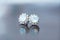 Moonstone stud earrings with reflection on the dark background