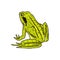 Moor frog. Tropical Amphibian. Wild animal. Engraved hand drawn in old vintage sketch. Vector illustration.