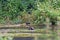 A moor hen floating on the river  in the Kent Countryside