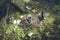 A moor hen on its nest surrounded by plastic waste on a river