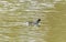 Moor Hen in profile swimming on lake in Park in Somerset