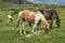 Moor Ponies near Minions Cornwall, UK