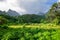 Moorea island jungle and mountains landscape