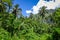 Moorea island jungle and mountains landscape view