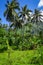 Moorea island jungle and mountains landscape view