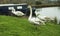 Moored canal boat with swans