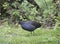 Moorhen