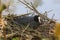 A moorhen alone - Front view - Bassin de la muette - France