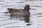 A moorhen on the Cemetery Lake