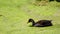 Moorhen Chick