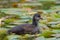 Moorhen Chick, Gallinula chloropus