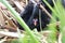 Moorhen Chick Looking at the Camera