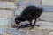 Moorhen chick on the pavement