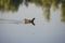 Moorhen chick, wild duck with a red beak Gallinula chloorpus swims on the pond in the wild. Ukraine