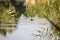 Moorhen chick, wild duck with a red beak Gallinula chloorpus swims on the pond in the wild. Ukraine