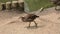 Moorhen chicks exploring