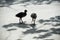 Moorhen chicks with gosling chicks at Slimbridge Gloucestershire, England