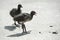 Moorhen chicks with gosling chicks at Slimbridge Gloucestershire, England