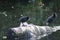 Moorhen chicks standing on a log