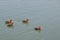 Moorhen Chicks Swimming Alone