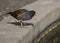 Moorhen at the edge of man made lake.