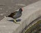 Moorhen at the edge of man made lake.