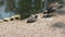 Moorhen feeding chick