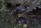 Moorhen Feeding Chicks at Coy Pond