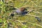 Moorhen feeding her chicks on waterweed