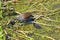 Moorhen feeding her chicks on waterweed