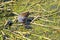 Moorhen feeding her chicks on waterweed