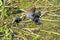 Moorhen feeding her chicks on waterweed