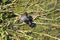 Moorhen feeding her chicks on waterweed