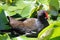 Moorhen among floating leaves in a London waterway