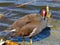 Moorhen - Gallinula chloropus