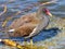 Moorhen - Gallinula chloropus