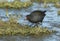 A Moorhen, Gallinula chloropus, hunting for food in the mud at the edge of a freshwater lake, on the Norfolk, coast.