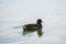 Moorhen gallinule swimming on a lake