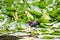 Moorhen on a lilly pond, Hofgarten, Augsburg, Germany