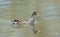 Moorhen with refection