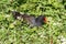 Moorhen resting