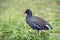 Moorhen resting on the grass