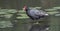 Moorhen resting on the shallow lake