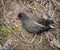 Moorhen on river bank